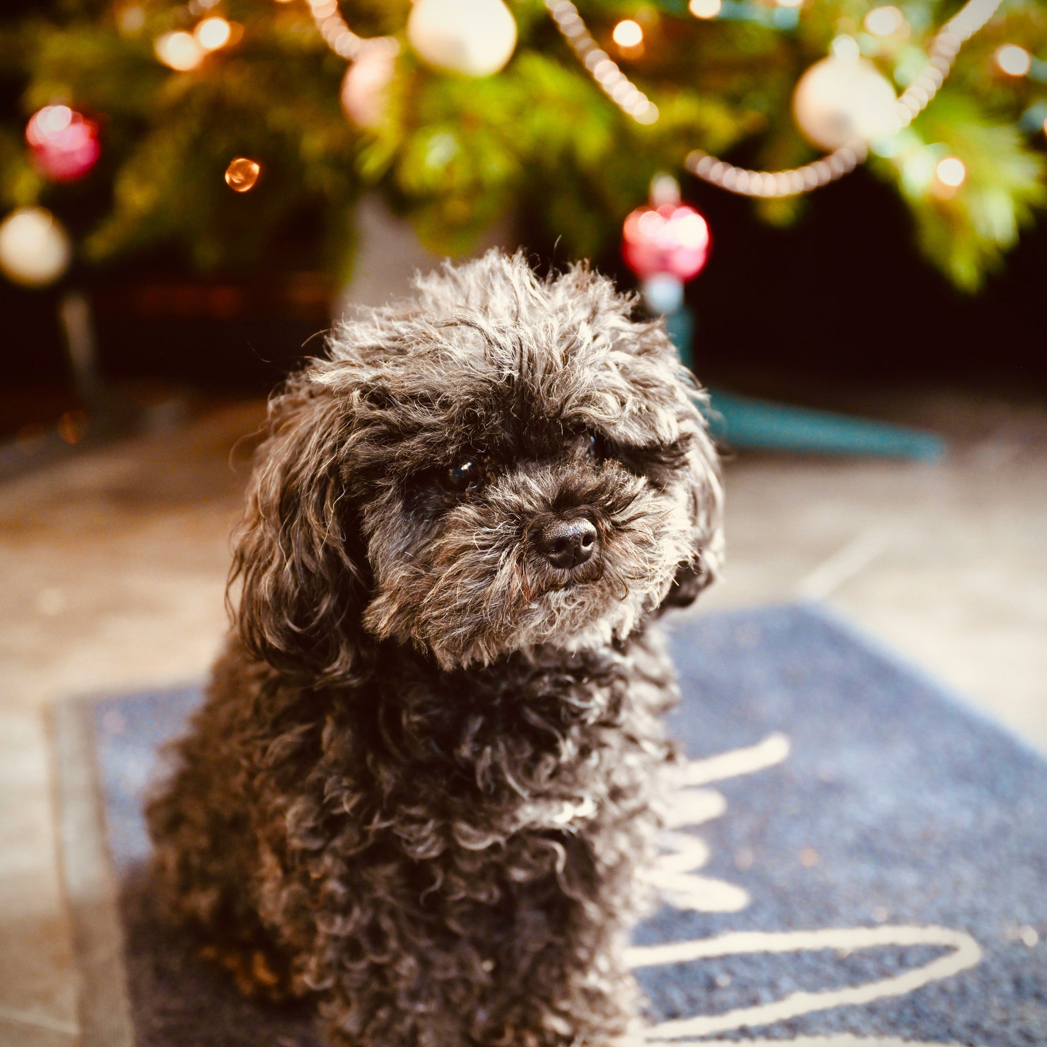 Keeping-Pets-Calm-and-Cozy-During-the-Holiday-Rush Click Save