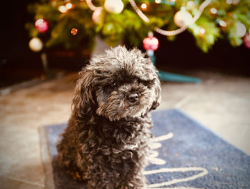 Keeping-Pets-Calm-and-Cozy-During-the-Holiday-Rush Click Save