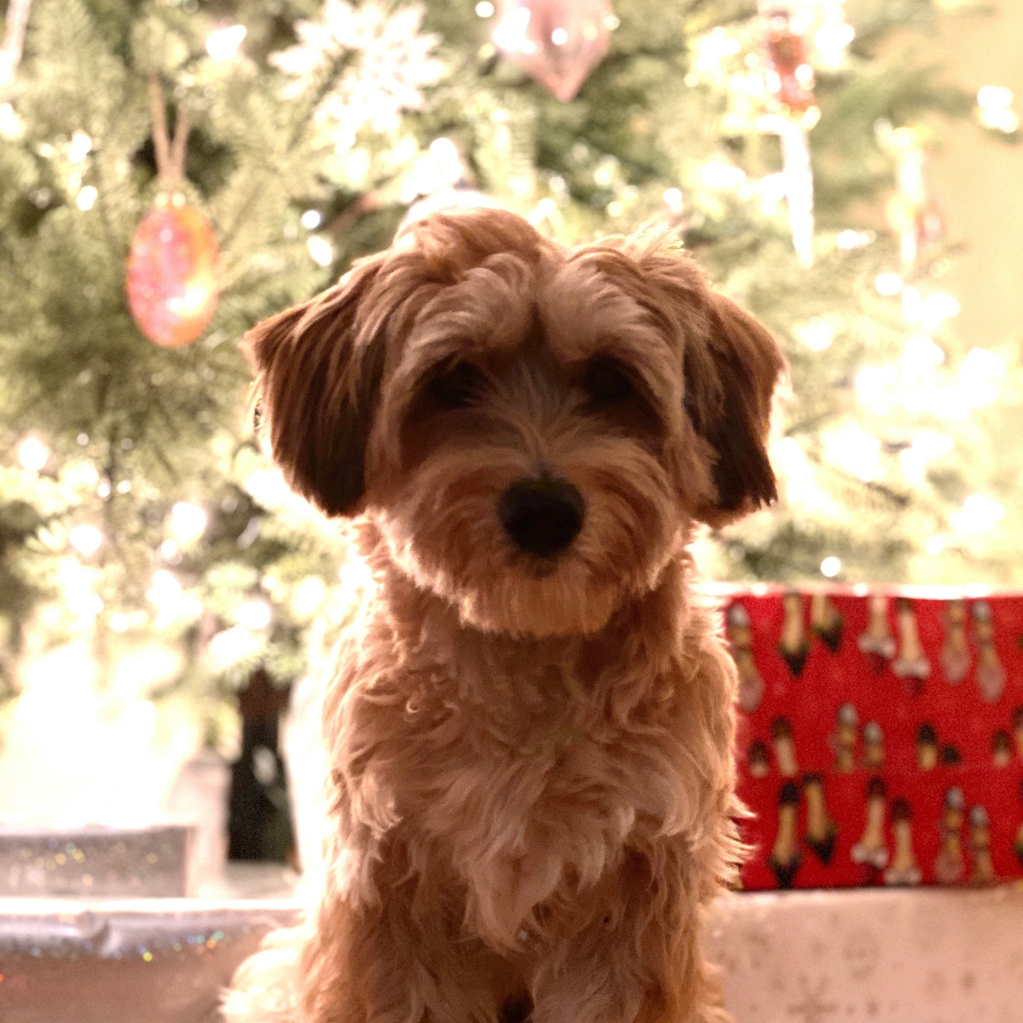 Festive-Pet-Outfits-Dress-Your-Furry-Friends-in-Holiday-Style Click Save