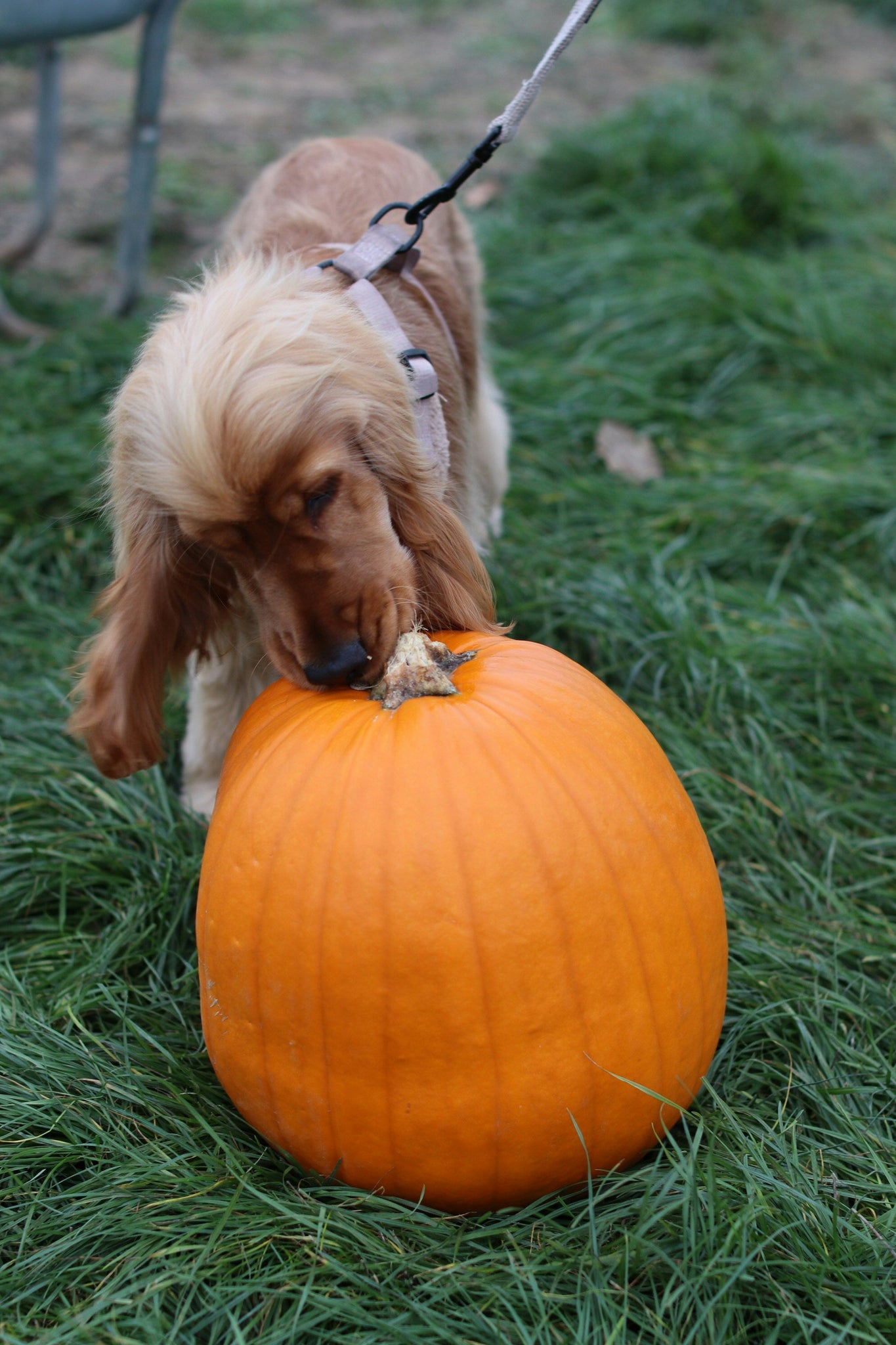 How-to-Keep-Pets-Safe-and-Happy-During-Thanksgiving-Feasts Click Save